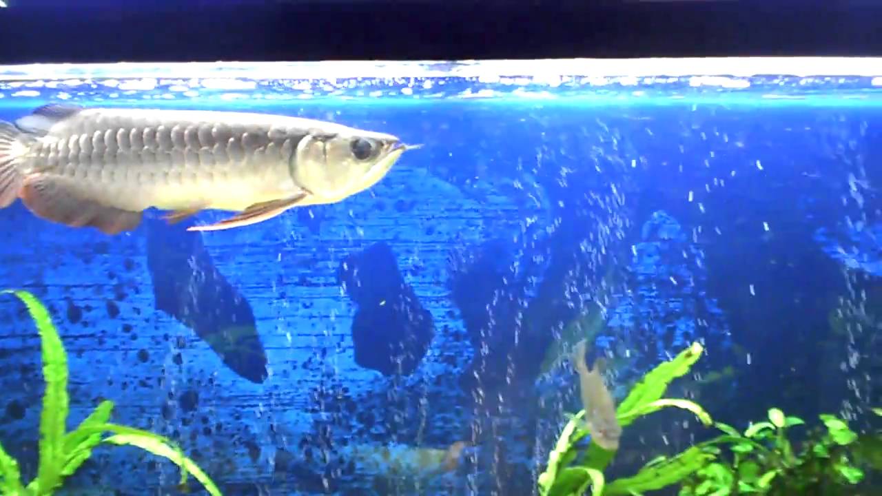 high back wheelchair My HighBack Gold Arowana update 2