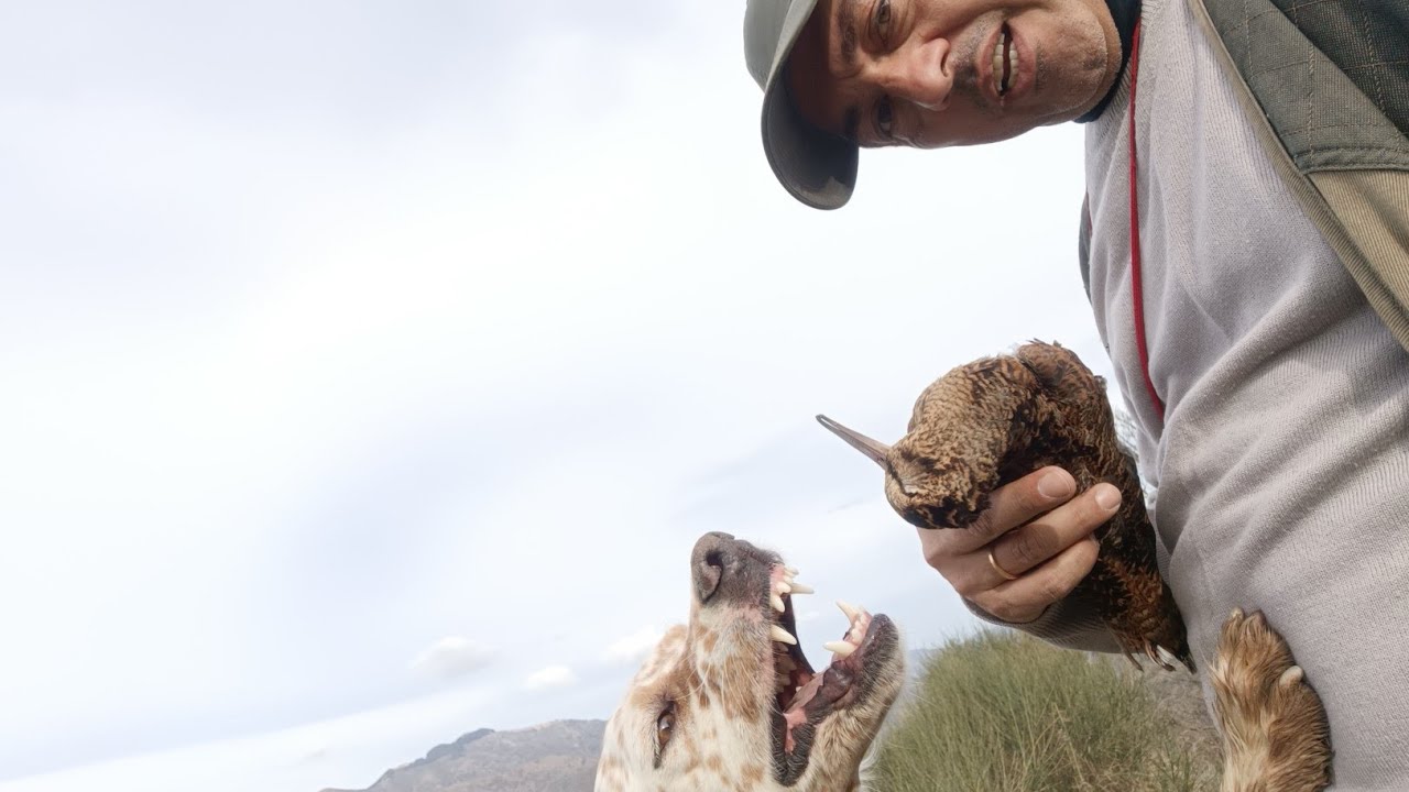 Beccacce,Woodcock, le prime del 2024.... mattina e pomeriggio.