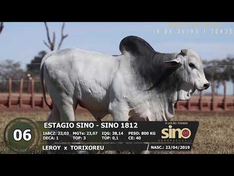 LOTE 06 SINO 1812