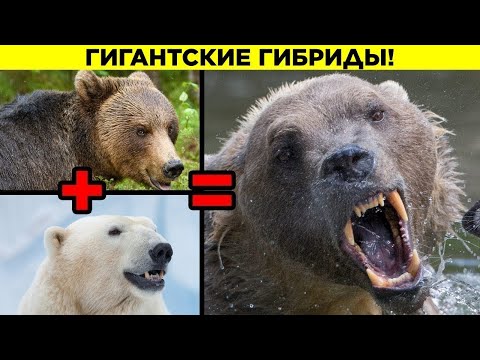 Самые Жуткие Гибриды Животных