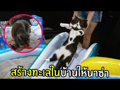 วีดีโอ: สุนัขพบว่ายน้ำในทะเลสาบ 4 สัปดาห์หลังจากหายไป