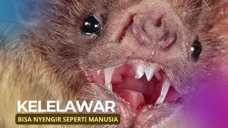 Download lagu Bats: The Only Mammals That Can Actively Fly