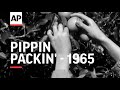 Pippin Packin' - 1965 | The Archivist Presents | #309