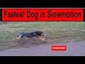 Dog runs 50 km/h in slowmotion So beautiful to see