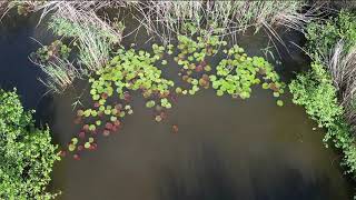 What I Mean When I Say I Live In Librazhd