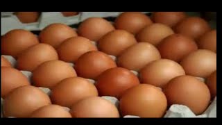 طريقة معرفة عمر البيضة بدقة متناهية وهل هي طازجة اليوم