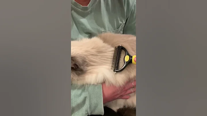 The Pawradise Deshedding Pet Brush: A Game-Changer for Pet Grooming - DayDayNews