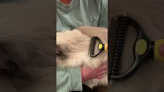 The Pawradise Deshedding Pet Brush: A Game-Changer for Pet Grooming