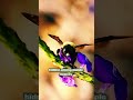The Tiny Bee Drinking From Purple Flowers #shorts #nature #science