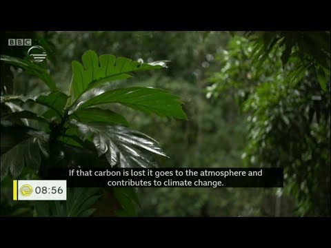 ვიდეო: კარელიის ტყეები: აღწერა, ბუნება, ხეები და საინტერესო ფაქტები