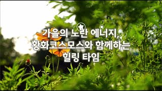 노란색 황화코스모스 노랑코스모스 꽃말 씨앗 파종시기 키우기