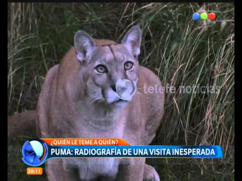 uvas Abreviar Concesión Puma en estación de servicio: características del animal - Telefe Noticias  - YouTube
