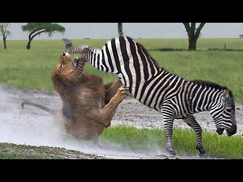 Lion lose when Zebra kicks his head very hard, Wild Animals Attack