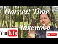 How to harvest bamboo shootstakenoko auntie marga vlog