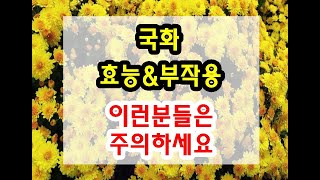 국화차 / 국화 효능과 부작용 잘 알고 드셔야해요~