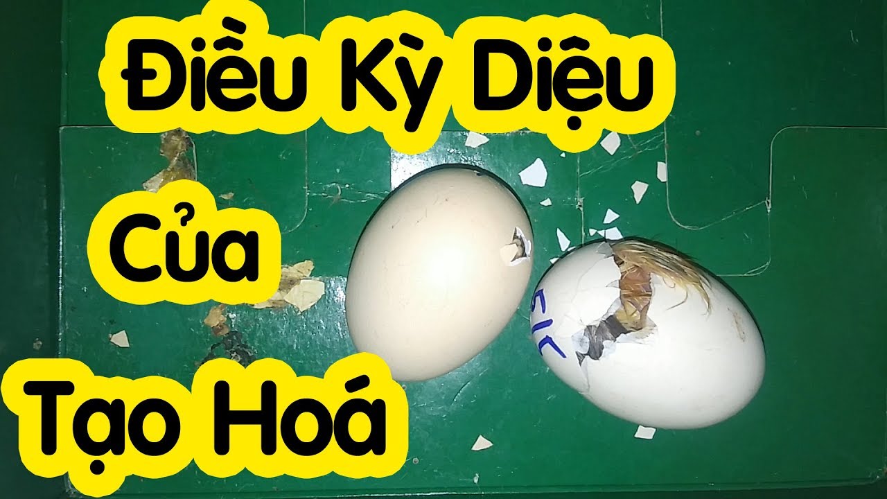 Gà Con Nở Như Thế Nào Trứng Gà Đang Nở Trứng Gà Sắp Nở... - youtube