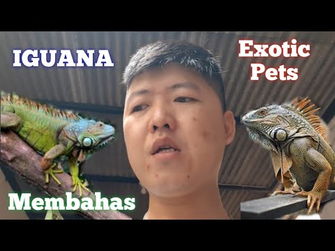 Yuk kita bahas Hewan Purba yang Exotic | Iguana locality Columbia | tips and care seputar iguana