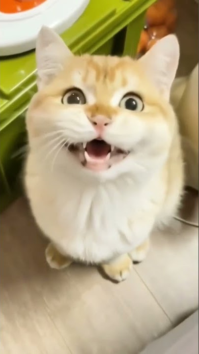 caption this video 😀!!#billi#billivooce#cats#twocats#voiceofcat#billimausi#bilar#bilariya#billicaton