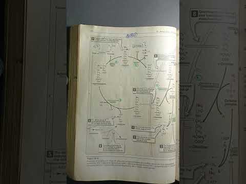 Protein Metabolism Biochemistry