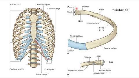 Thorax 1 - Intro & thoracic wall