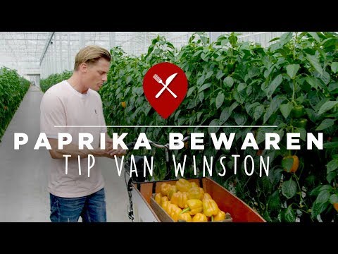 Video: Hoe Groene Paprika's Te Bewaren