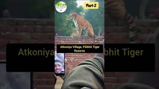 Part-2 Tiger Rescue from Atkoniya Village, Pilibhit Tiger Reserve #viral #trending #shorts