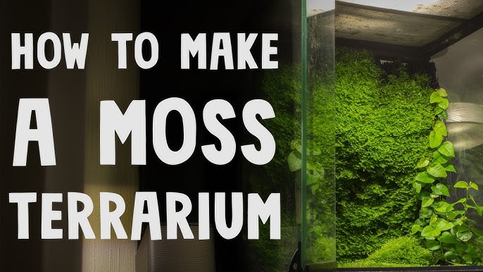 Moss Terrarium – I Can Make This