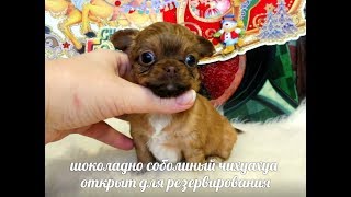 ЧИХУА ЩЕНОК ДЛИННОШЁРСТНЫЙ - ПРОДАЮ #чихуащенкипродаю ( ПИТОМНИК "МАРИ МИСТИК" ) ЧИХУА ЩЕНОК ДЛИННОШЁРСТНЫЙ - ПРОДАЮ #чихуащенкипродаю ( ПИТОМНИК "МАРИ МИСТИК" )