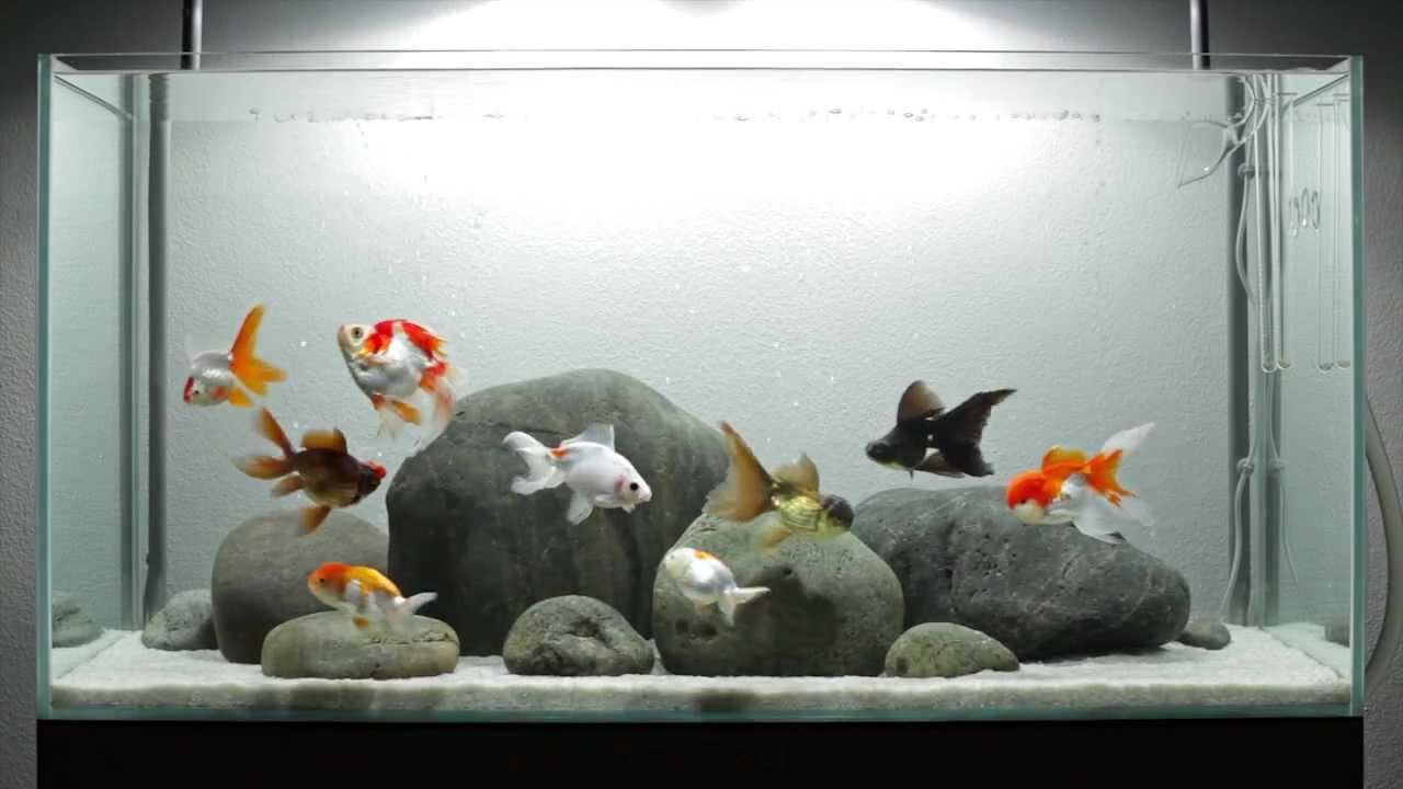 500g coloré Pierre Fish Tank Aquarium Mariage Décoration Marbre gravier ru5-18l 