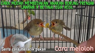 Cara mudah membedakan(anakan/lolohan burung prenjak merah)||Serta cara meloloh dan campuran pakan.