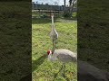 Sandhill Cranes at our Breeding Program in Florida