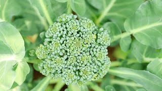 Container Growing Broccoli: Tips On Growing Broccoli In Pots