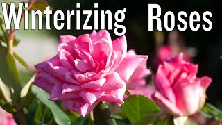Winter Care for Knock Out and Drift Roses