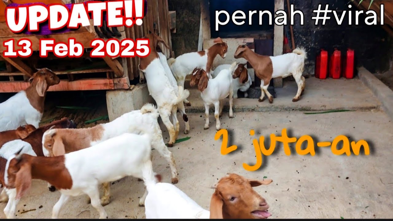 Wesi aji farm terbaru