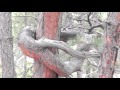 Ute Indian Prayer Trees at Monument Preserve