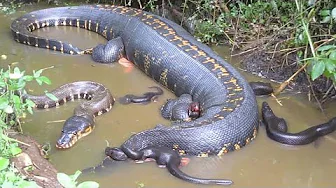 The Amazon’s Hidden Giant: Secrets of the Anaconda thumbnail