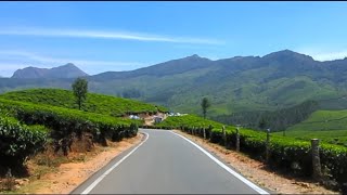 wayanad tea plantation