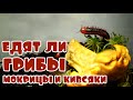 Едят ли кивсяки и мокрицы грибы🍄 часть 2