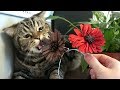 Кот съел цветы на 8 марта / за кадром съёмок; Cat has eaten Women&#39;s Day flowers / behind the scene