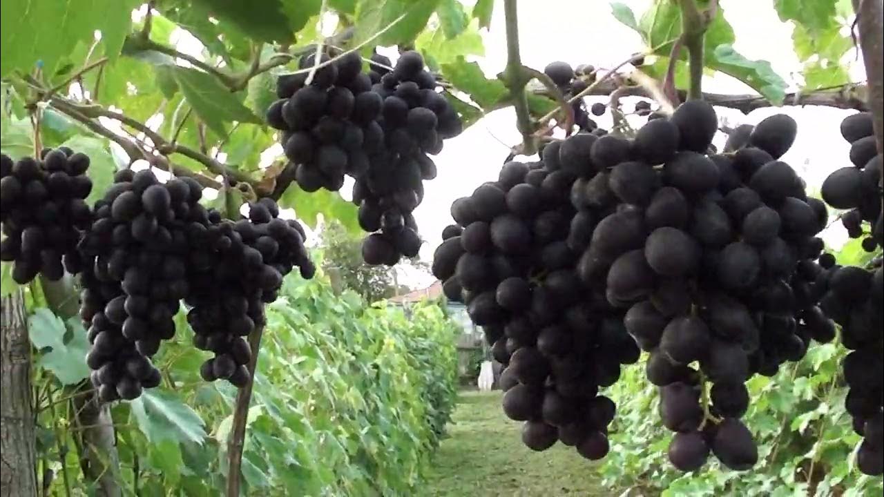 Виноград дозрівший на 27.08.2022. Сумська область. - YouTube