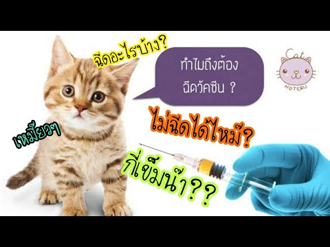 ลูกแมวต้องฉีดวัคซีนอะไรบ้าง ฉีดตอนกี่เดือน?? วัคซีนแมวบางอย่างไม่ทำได้ไหม(อัพเดทล่าสุด)
