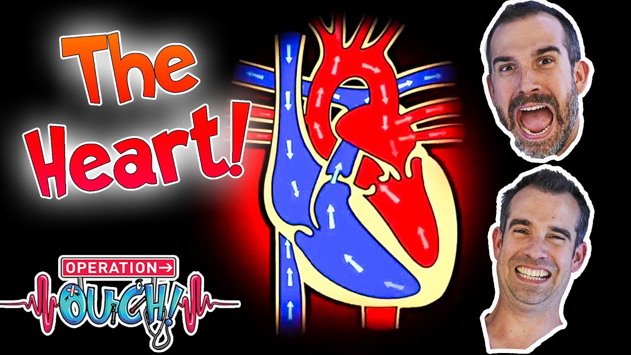 Human Circulatory System Theschoolrun Human Circulatory System Theschoolrun