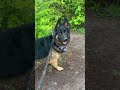 Thinking Of When My Dog Was A Puppy вќ пёЏ Thinking Of When My Dog Was A Puppy вќ пёЏ