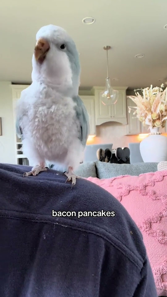 Bird sings bacon pancakes youtube