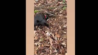 HAPPY HUNTING - Working dog by GOOD GUARDIAN K9 (Working Dog) 202 views 1 year ago 19 seconds