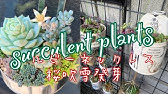 カインズ花図鑑 ルビーネックレスの育て方 Youtube