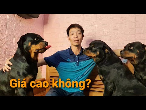 Video: Một Con Rottweiler Trông Như Thế Nào