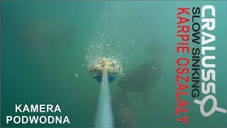 Cralusso Slow Sinking karpie oszalały kamera podwodna