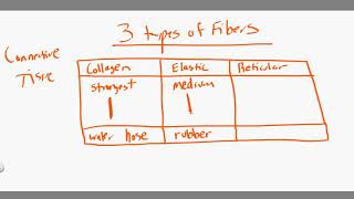 collagen vs elastic vs reticular