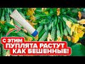 ЯНТАРНАЯ КИСЛОТА ДЛЯ ПУПЛЯТ ТОМАТОВ и ОГУРЦОВ. КАК ЭТО РАБОТАЕТ?